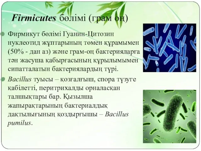 Firmicutes бөлімі (грам оң) Фирмикут бөлімі Гуанин-Цитозин нуклеотид жұптарының төмен