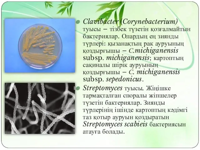 Clavibacter (Corynebacterium) туысы – тізбек түзетін қозғалмайтын бактериялар. Олардың ең