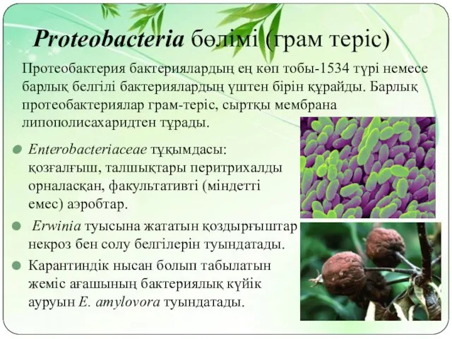 Proteobacteria бөлімі (грам теріс) Enterobacteriaceae тұқымдасы: қозғалғыш, талшықтары перитрихалды орналасқан,