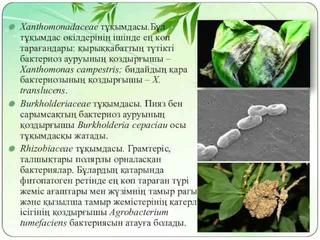 Xanthomonadaceae тұқымдасы.Бұл тұқымдас өкілдерінің ішінде ең көп тарағандары: қырыққабаттың түтікті