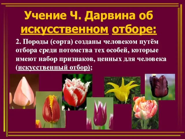 Учение Ч. Дарвина об искусственном отборе: 2. Породы (сорта) созданы человеком путём отбора