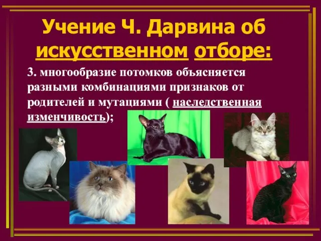 Учение Ч. Дарвина об искусственном отборе: 3. многообразие потомков объясняется разными комбинациями признаков