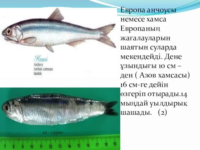 Европа анчоусы немесе хамса Европаның жағалауларын шаятын суларда мекендейді. Дене