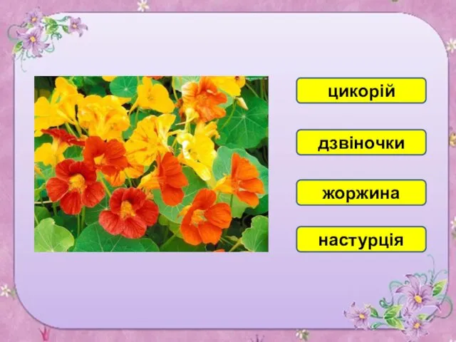 настурція цикорій жоржина дзвіночки