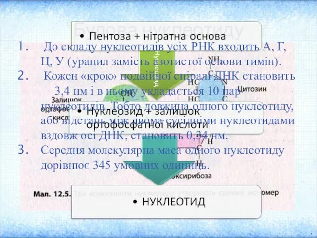 Будова нуклеотиду Нуклеїнові кислоти – це біополімери, мономерами в яких