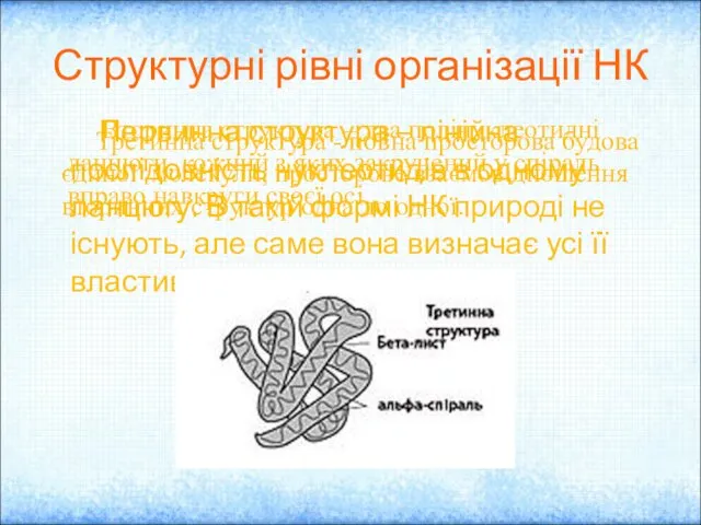 Структурні рівні організації НК Первинна структура – лінійна послідовність нуклеотидів