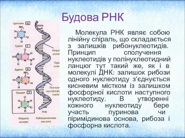 Будова РНК Молекула РНК являє собою лінійну спіраль, що складається