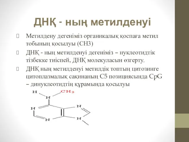 ДНҚ - ның метилденуі Метилдену дегеніміз органикалық қоспаға метил тобының қосылуы (СН3) ДНҚ