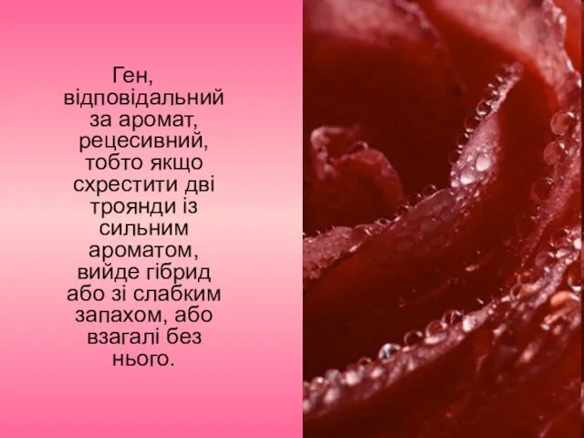 Ген, відповідальний за аромат, рецесивний, тобто якщо схрестити дві троянди