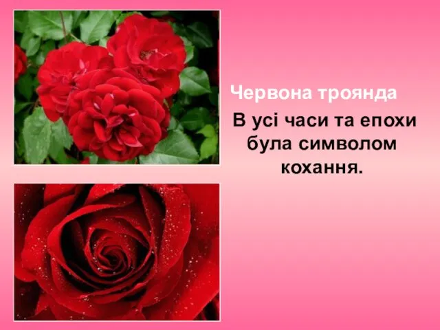 Червона троянда В усі часи та епохи була символом кохання.