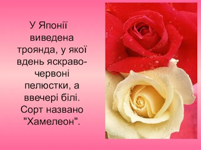 У Японії виведена троянда, у якої вдень яскраво-червоні пелюстки, а ввечері білі. Сорт названо "Хамелеон".