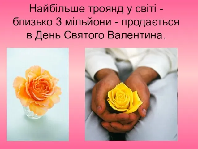 Найбільше троянд у світі - близько 3 мільйони - продається в День Святого Валентина.