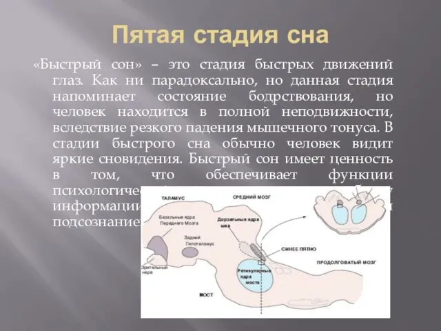 Пятая стадия сна «Быстрый сон» – это стадия быстрых движений