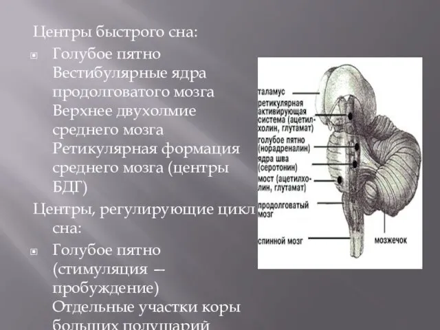 Центры быстрого сна: Голубое пятно Вестибулярные ядра продолговатого мозга Верхнее