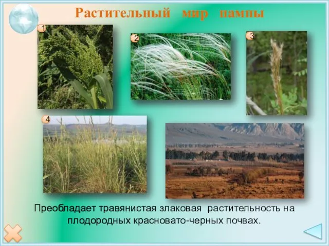 Растительный мир пампы Преобладает травянистая злаковая растительность на плодородных красновато-черных почвах. 1 2 3 4