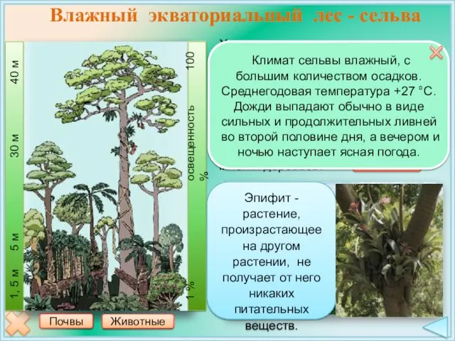 Характерны многоярусность, огромное разнообразие растений (только древесных около 4 тысяч