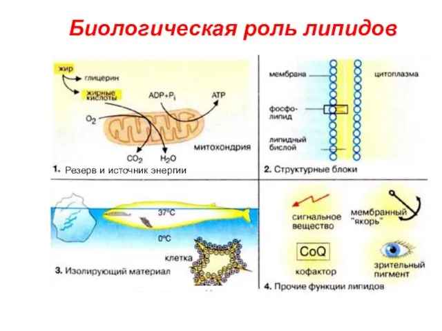 Биологическая роль липидов Резерв и источник энергии