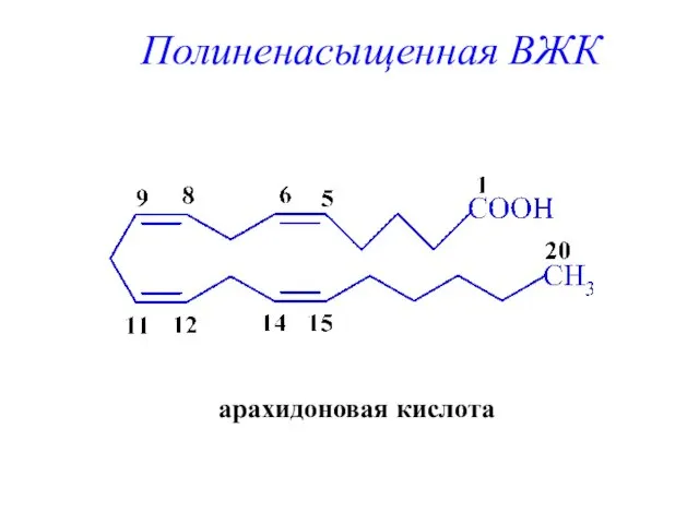 арахидоновая кислота Полиненасыщенная ВЖК