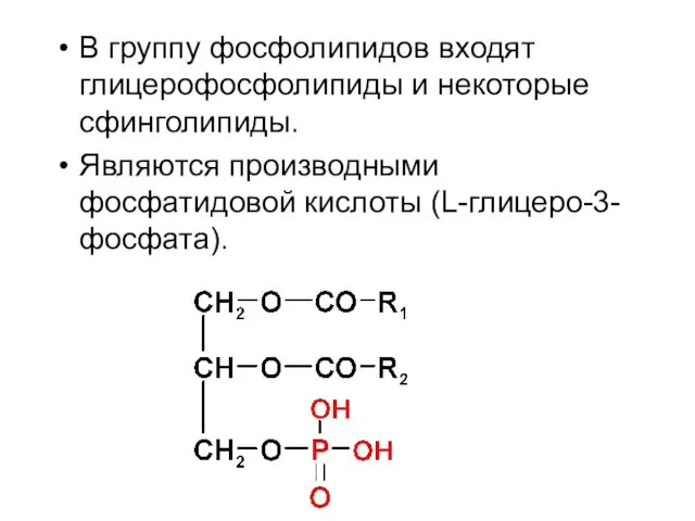В группу фосфолипидов входят глицерофосфолипиды и некоторые сфинголипиды. Являются производными фосфатидовой кислоты (L-глицеро-3-фосфата).