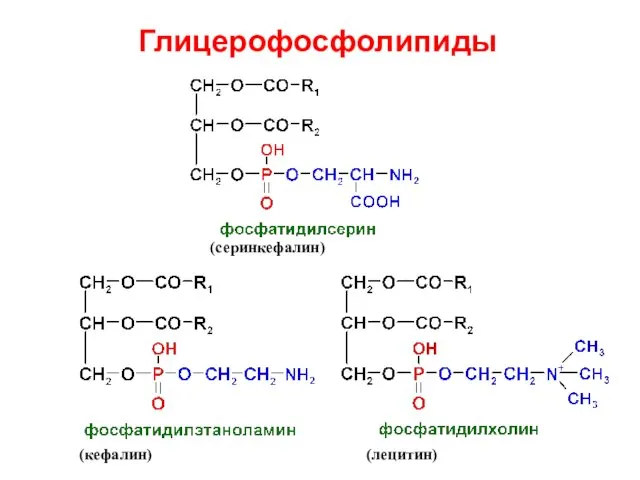 Глицерофосфолипиды (серинкефалин)‏ (кефалин)‏ (лецитин)‏