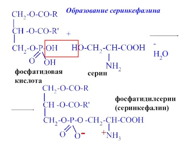 фосфатидовая кислота + серин - H2O фосфатидилсерин (серинкефалин)‏ Образование серинкефалина