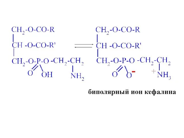 биполярный ион кефалина