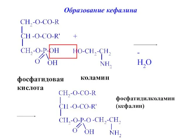 фосфатидовая кислота + коламин - H2O фосфатидилколамин (кефалин)‏ Образование кефалина