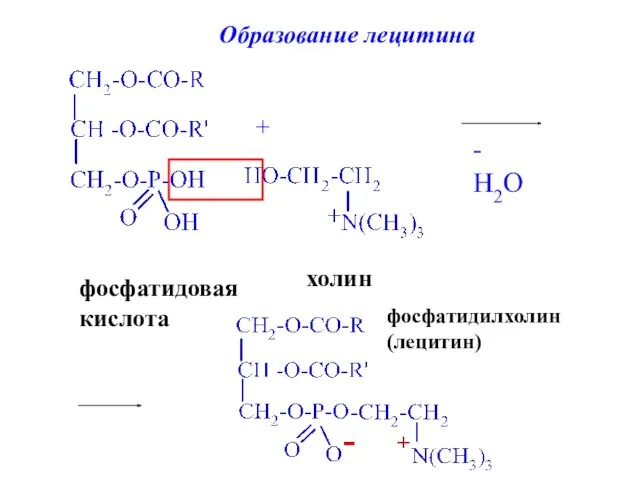 фосфатидовая кислота + холин - H2O фосфатидилхолин (лецитин)‏ Образование лецитина