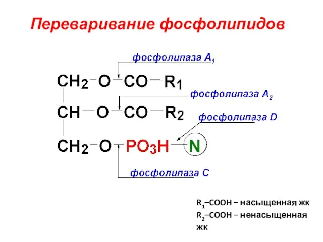 Переваривание фосфолипидов