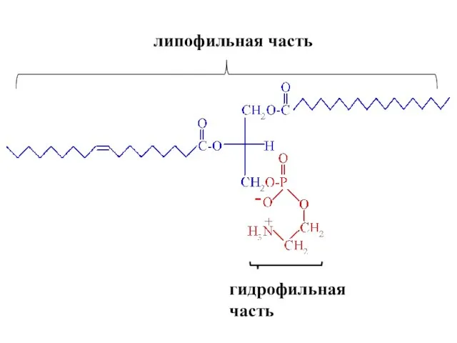 гидрофильная часть липофильная часть