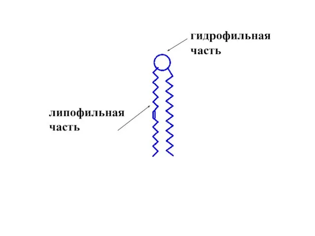 гидрофильная часть липофильная часть