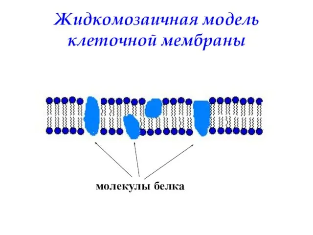 Жидкомозаичная модель клеточной мембраны молекулы белка