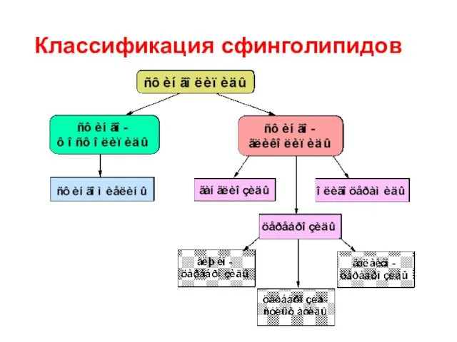 Классификация сфинголипидов