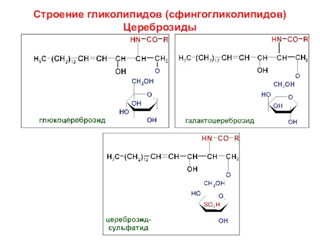 Строение гликолипидов (сфингогликолипидов) Цереброзиды