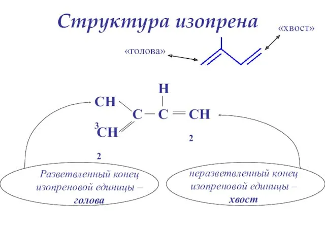 СН2 СН3 С С Н СН2 Разветвленный конец изопреновой единицы