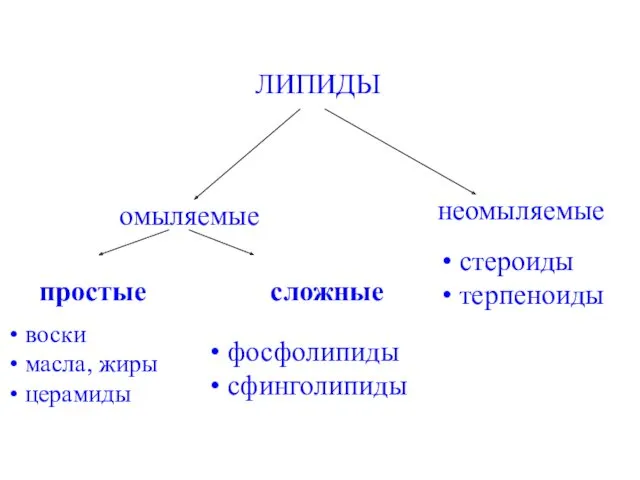 ЛИПИДЫ омыляемые неомыляемые воски масла, жиры церамиды стероиды терпеноиды простые сложные фосфолипиды сфинголипиды