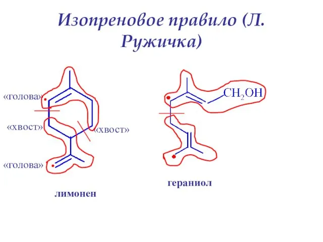 Изопреновое правило (Л.Ружичка)‏ лимонен . «голова» «хвост» . «голова» «хвост» гераниол