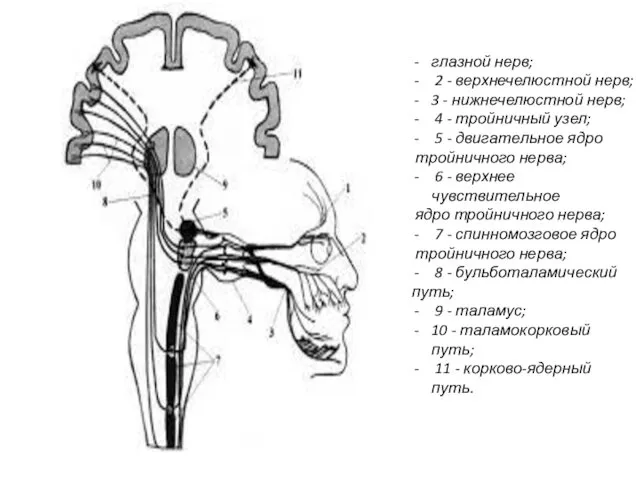 глазной нерв; 2 - верхнечелюстной нерв; 3 - нижнечелюстной нерв;