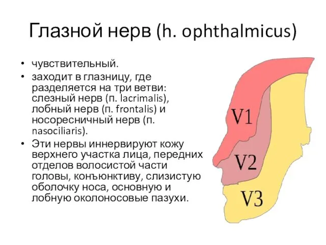 Глазной нерв (h. ophthalmicus) чувствительный. заходит в глазницу, где разделяется