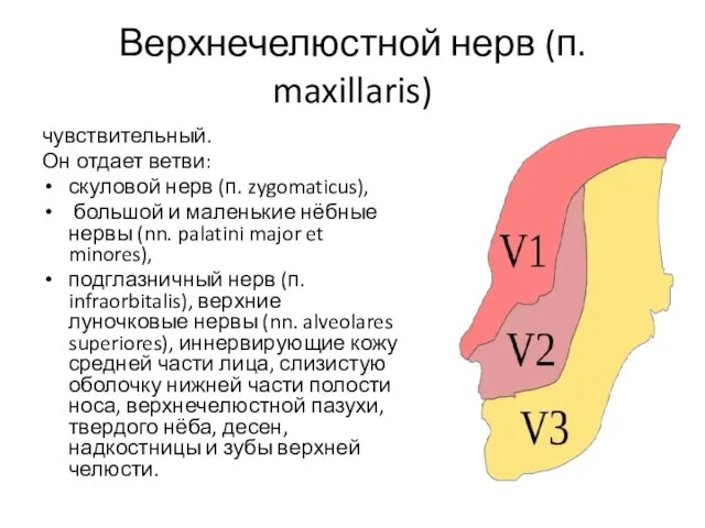 Верхнечелюстной нерв (п. maxillaris) чувствительный. Он отдает ветви: скуловой нерв