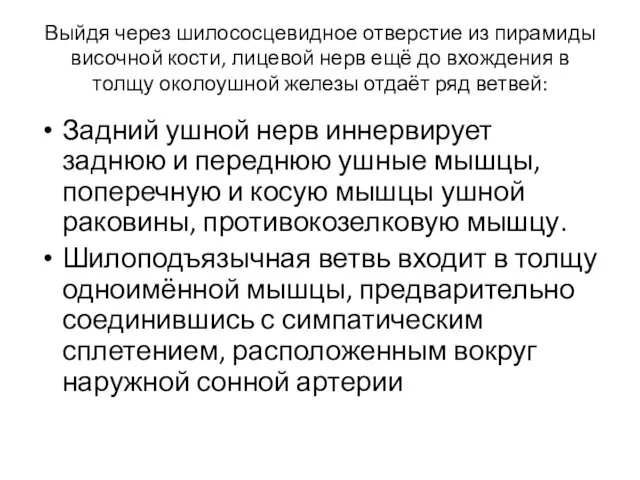 Выйдя через шилососцевидное отверстие из пирамиды височной кости, лицевой нерв