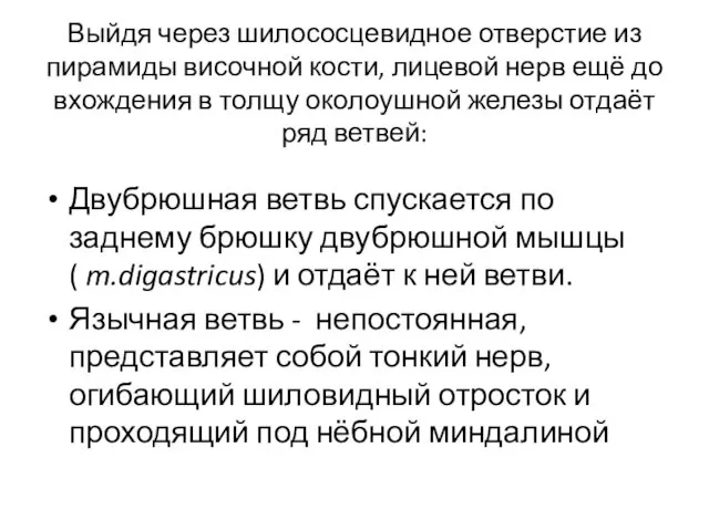 Выйдя через шилососцевидное отверстие из пирамиды височной кости, лицевой нерв