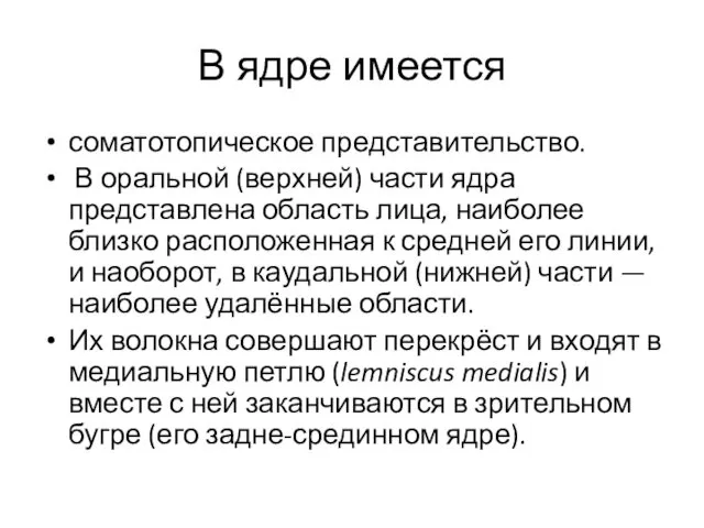 В ядре имеется соматотопическое представительство. В оральной (верхней) части ядра