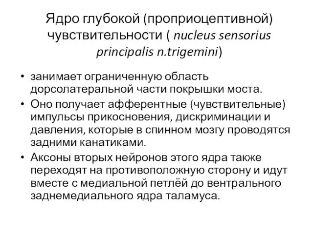 Ядро глубокой (проприоцептивной) чувствительности ( nucleus sensorius principalis n.trigemini) занимает