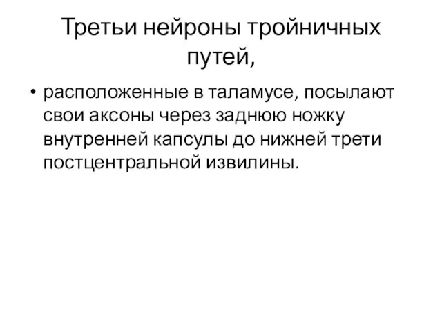 Третьи нейроны тройничных путей, расположенные в таламусе, посылают свои аксоны