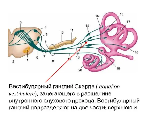 Вестибулярный ганглий Скарпа ( ganglion vestibulare), залегающего в расщелине внутреннего