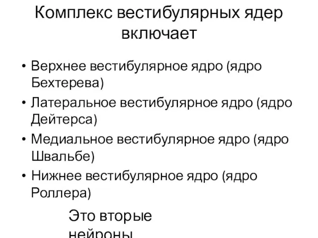 Комплекс вестибулярных ядер включает Верхнее вестибулярное ядро (ядро Бехтерева) Латеральное