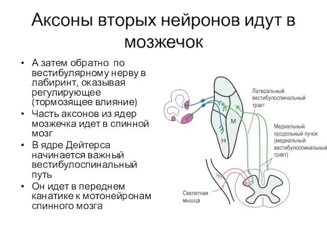 Аксоны вторых нейронов идут в мозжечок А затем обратно по