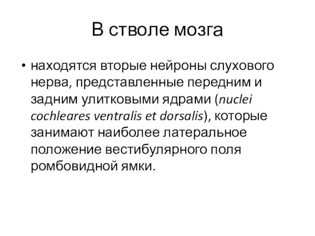 В стволе мозга находятся вторые нейроны слухового нерва, представленные передним