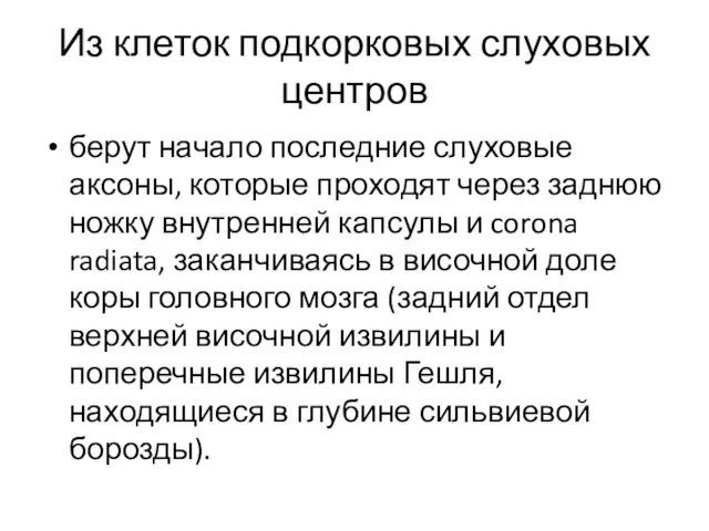 Из клеток подкорковых слуховых центров берут начало последние слуховые аксоны,